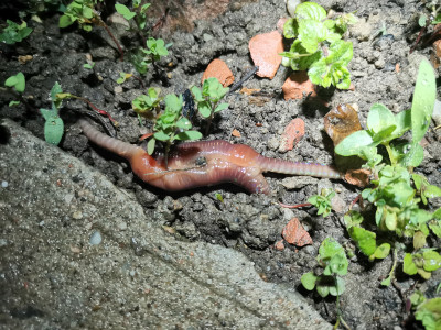Lumbricus terrestris.jpeg