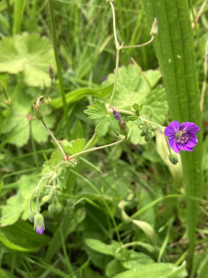 IMG_3768.jpeg