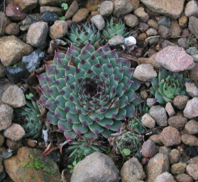 sempervivum_04_041205.jpg
