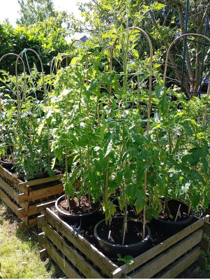 240616_Tomatenbefestigung.jpg