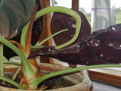 Alocasia 2.jpg