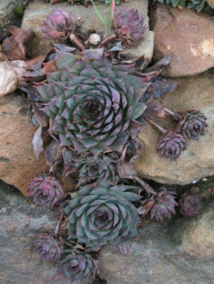 sempervivum_01_041205_x.jpg
