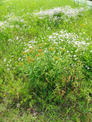 Wiisenblumen.jpg