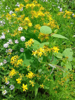 AllerleiBlumen.jpg