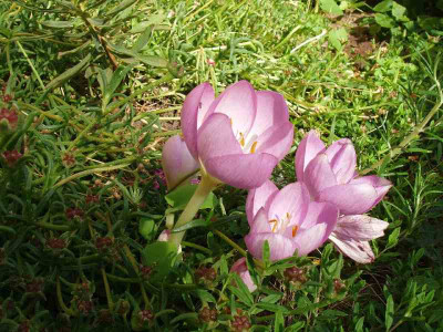 Colchicum_ue.jpg