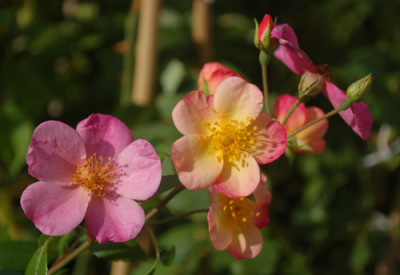 Plaisanterie_0010__36164.jpg
