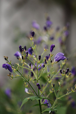 Strobilanthes-Aug2108.jpg