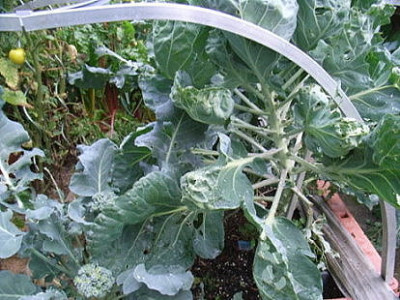 Rosenkohl_9.JPG