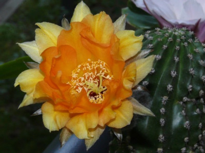 P1010364.JPG