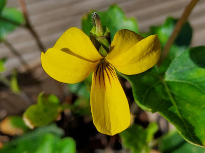 Viola lobata 2024_2.jpg