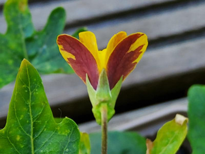 Viola lobata 2024_1.jpg