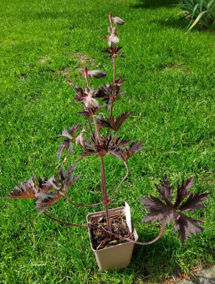 Geranium Boom Chocolatta.jpg