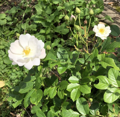 IMG_4252.jpeg