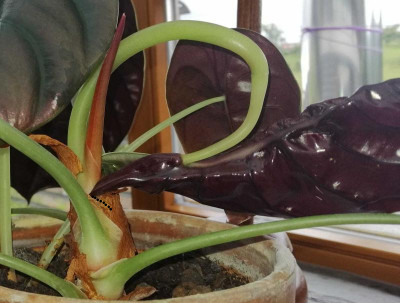 Alocasia.jpg