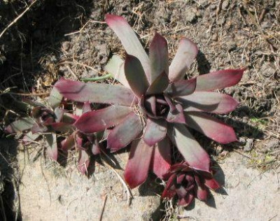 Sempervivum_040430_02.jpg