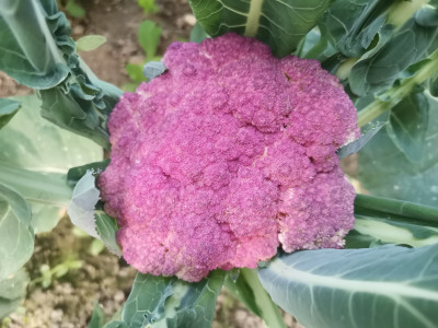 Blumenkohl violett.jpeg