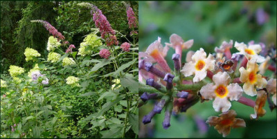 Flower-Power.jpg