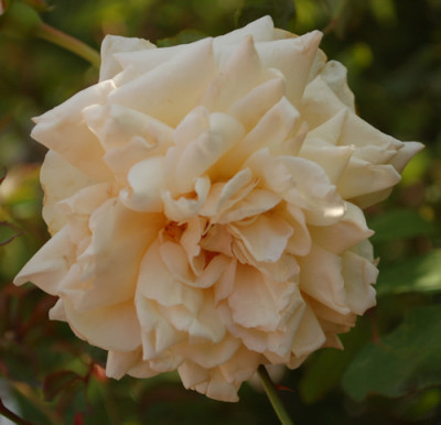 Albert_Hoffman_0010__DSC_6331.jpg