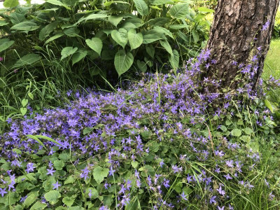 Campanula_NoID.jpeg