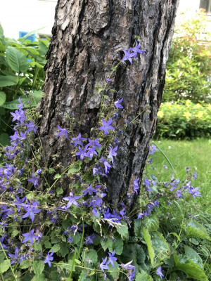 Campanula_NoID_2.jpeg