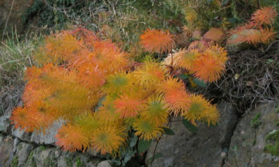 Euphorbia_cyparissias_041205.jpg