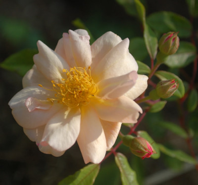 Opal_Brunner_0010__H_36045.jpg