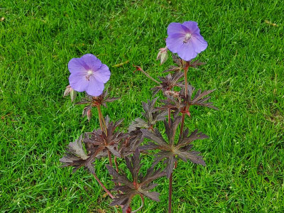 Geranium Boom Chocolatta 1.jpg