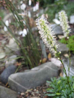Petrophytum_cinerascens_8.08._.JPG