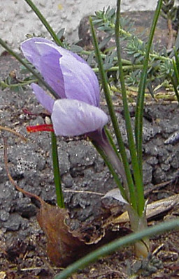 Crocus_sativus-k.jpg