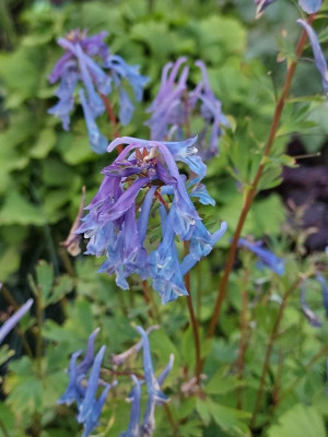Corydalis China Blue Juni.jpg