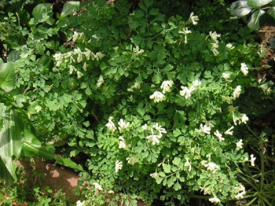 Pseudofumaria_alba.JPG