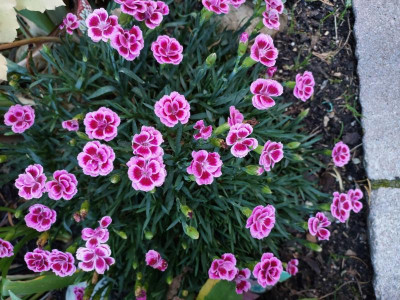 Dianthus klein.jpg