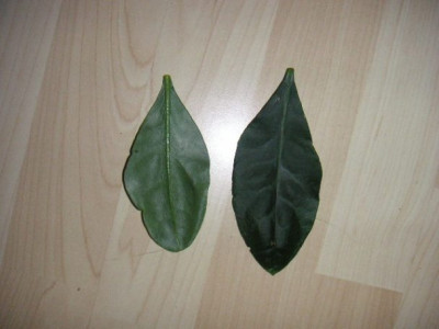 PICT0021.JPG