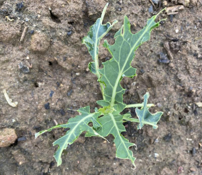 broccoli-taubenfrass.jpg