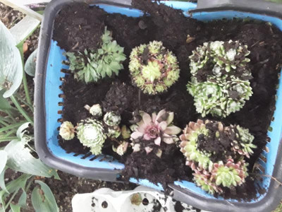Semperviwum.jpg