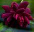 Nigrette_avatar_0055.jpg