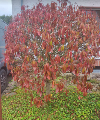 K baum2.png