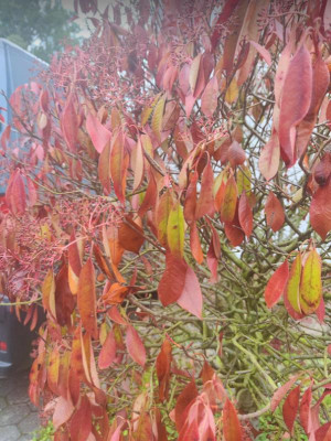 K baum1.png