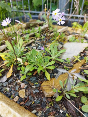 Primula mistassinica Juni 24.jpg