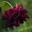 Nigrette_avatar_0111-b.jpg