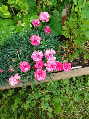 Dianthus.jpg