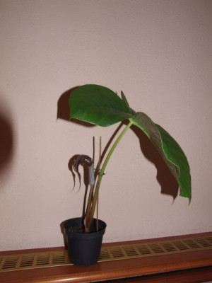 Arisaema_DSCF4496.jpg
