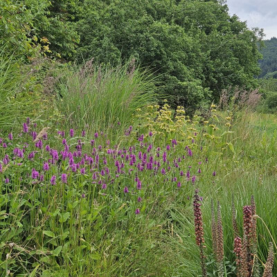 Stachys officinalis 20240617_160619.jpg