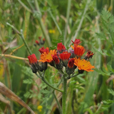 Hieracium aurantiacum 20240617_160631.jpg