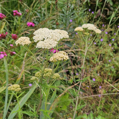 Achillea creme 20240617_160647.jpg