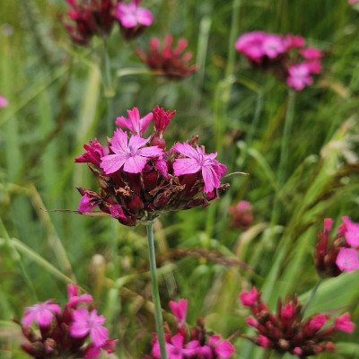 Dianthus giganteus 20240617_160703.jpg