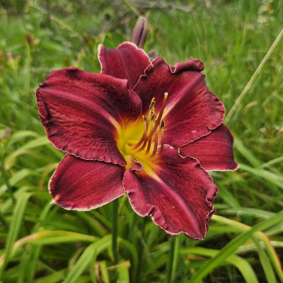 Hemerocallis rot 20240617_161142.jpg