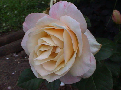 Kopie_von_Apricot_Queen_Elizabeth_1.jpg