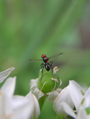 Insekt-Allium-1.jpg