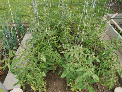 Tomaten 3fach fixiert.jpeg